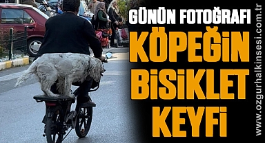 GÜNÜN FOTOĞRAFI KÖPEĞİN BİSİKLET KEYFİ