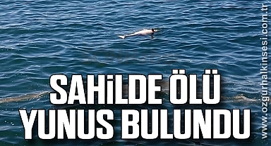 Sahilde ölü yunus bulundu
