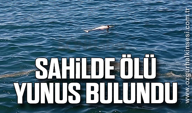 Sahilde ölü yunus bulundu