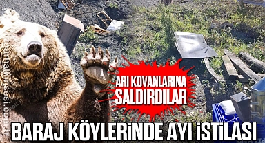 BARAJ KÖYLERİNDE AYI İSTİLASI