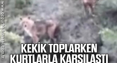 Kekik toplarken kurtlarla karşılaştı