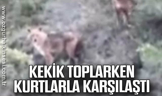 Kekik toplarken kurtlarla karşılaştı