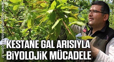 Kestane Gal Arısıyla Biyolojik Mücadele