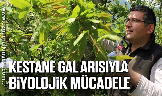 Kestane Gal Arısıyla Biyolojik Mücadele