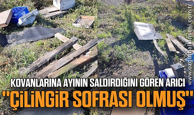 Kovanlarına ayının saldırdığını gören arıcı,