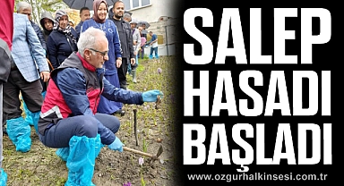 Salep Hasadı Başladı