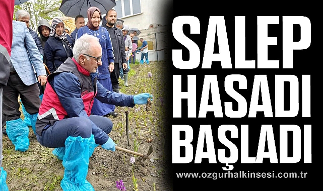 Salep Hasadı Başladı