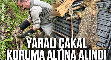 Yaralı çakal koruma altına alındı