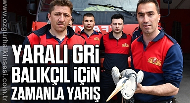 Yaralı gri balıkçıl için zamanla yarış