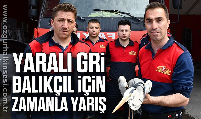 Yaralı gri balıkçıl için zamanla yarış