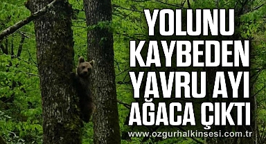 YOLUNU KAYBEDEN YAVRU AYI AĞACA ÇIKTI