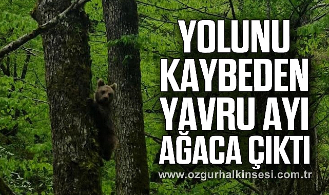 YOLUNU KAYBEDEN YAVRU AYI AĞACA ÇIKTI