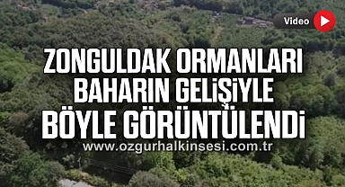 Zonguldak ormanları baharın gelişiyle böyle görüntülendi
