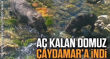 AÇ KALAN DOMUZ ÇAYDAMAR’A İNDİ 