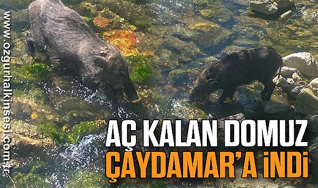AÇ KALAN DOMUZ ÇAYDAMAR’A İNDİ