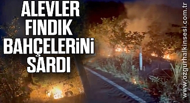  Alevler fındık bahçelerini sardı