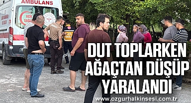 Dut toplarken ağaçtan düşüp yaralandı
