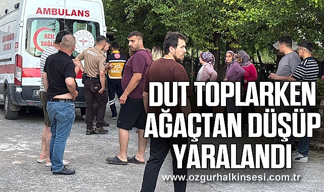 Dut toplarken ağaçtan düşüp yaralandı