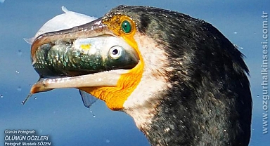 Günün Fotoğrafı...
