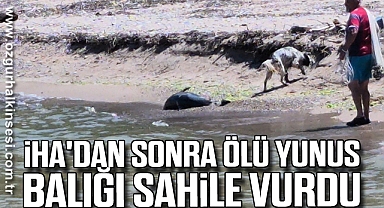 İHA'dan sonra ölü yunus balığı sahile vurdu