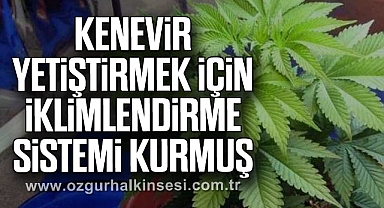 Kenevir yetiştirmek için iklimlendirme sistemi kurmuş