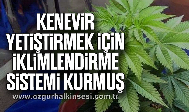 Kenevir yetiştirmek için iklimlendirme sistemi kurmuş