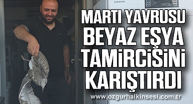 Martı yavrusu beyaz eşya tamircisini karıştırdı