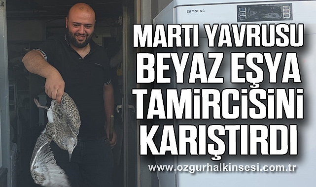 Martı yavrusu beyaz eşya tamircisini karıştırdı
