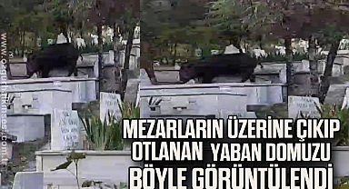 Mezarların üzerine çıkıp otlanan yaban domuzu görüntülendi
