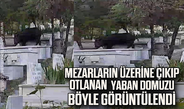Mezarların üzerine çıkıp otlanan yaban domuzu görüntülendi