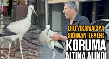 Oto yıkamacıya sığınan leylek koruma altına alındı