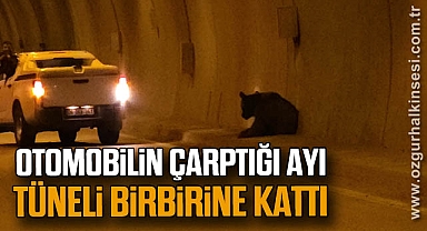 Otomobilin çarptığı yaralı ayı tüneli birbirine kattı