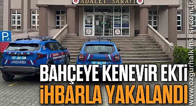 Bahçeye kenevir ekti, ihbarla yakalandı