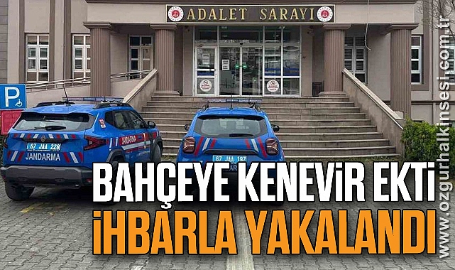 Bahçeye kenevir ekti, ihbarla yakalandı