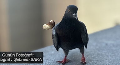 Günün Fotoğrafı