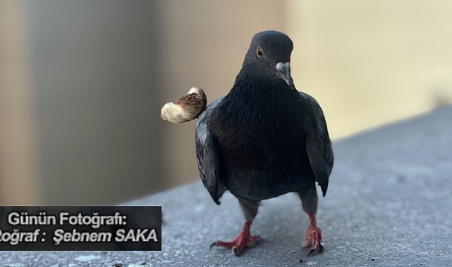 Günün Fotoğrafı