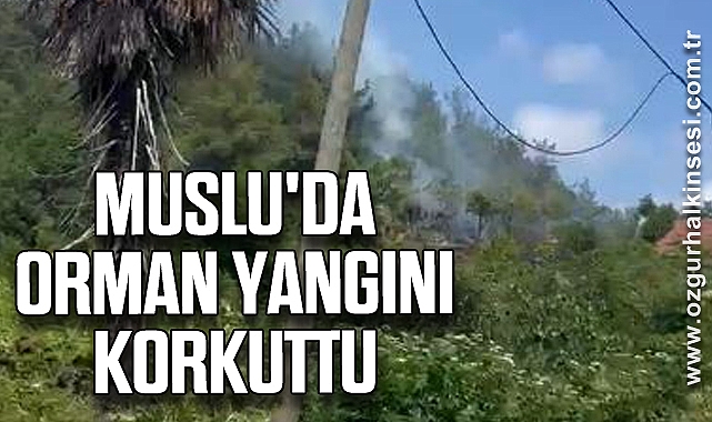 Muslu'da Orman Yangını Korkuttu